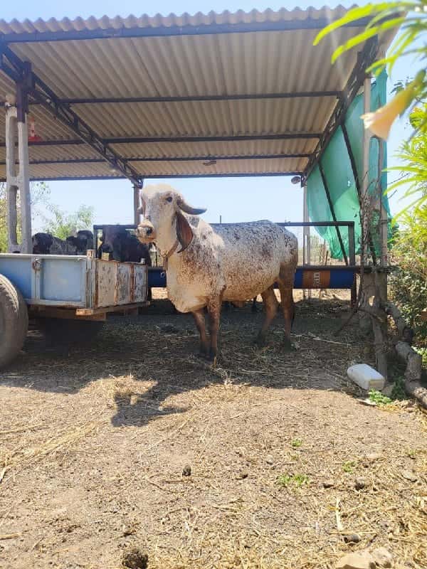 જમીન વેચવાની છે જમીન વેચવાની છે