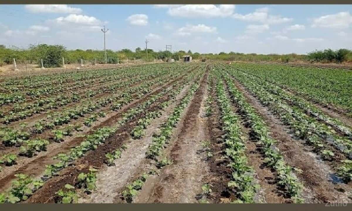 10.5 vigha, 1 vigha na 7 10.5 vigha, 1 vigha na 7