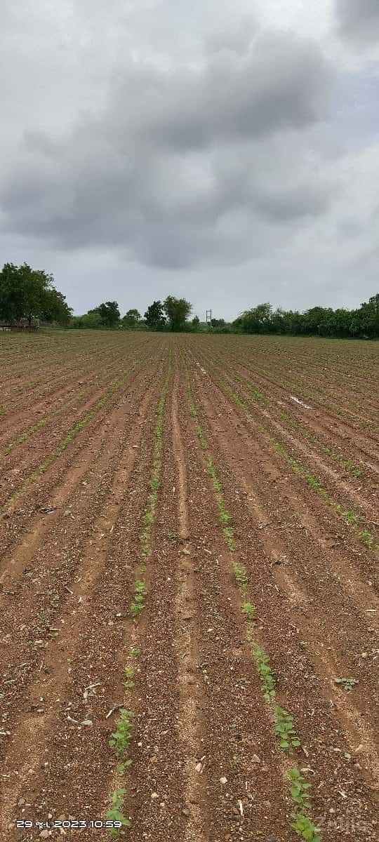 10 વીઘા જમીન વેચવા ની છે 10 વીઘા જમીન વેચવા ની છે