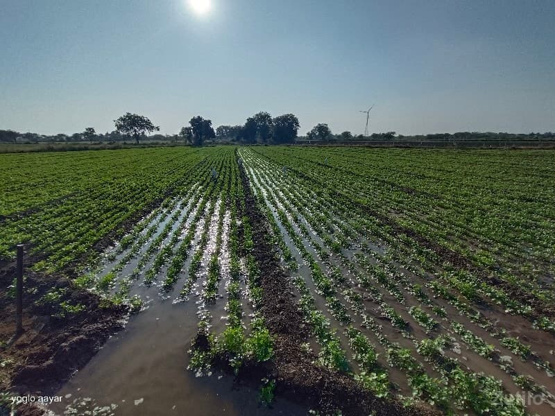 Gunda jamen leva mate kol karo - Land & Plots - Bhanvad - Image 1