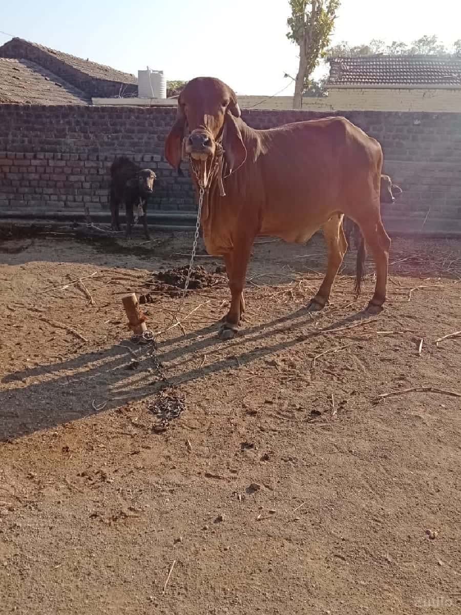 જમીન વેચવાની છે જમીન વેચવાની છે