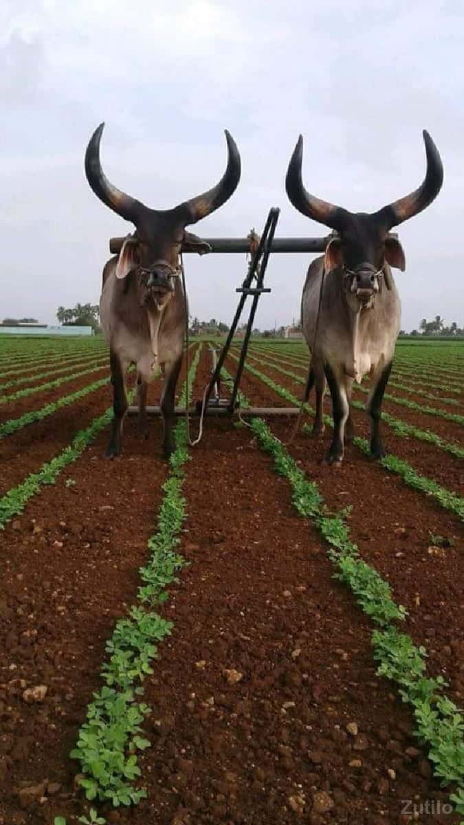 9 જમીન આપી દેવાની છે 9 જમીન આપી દેવાની છે