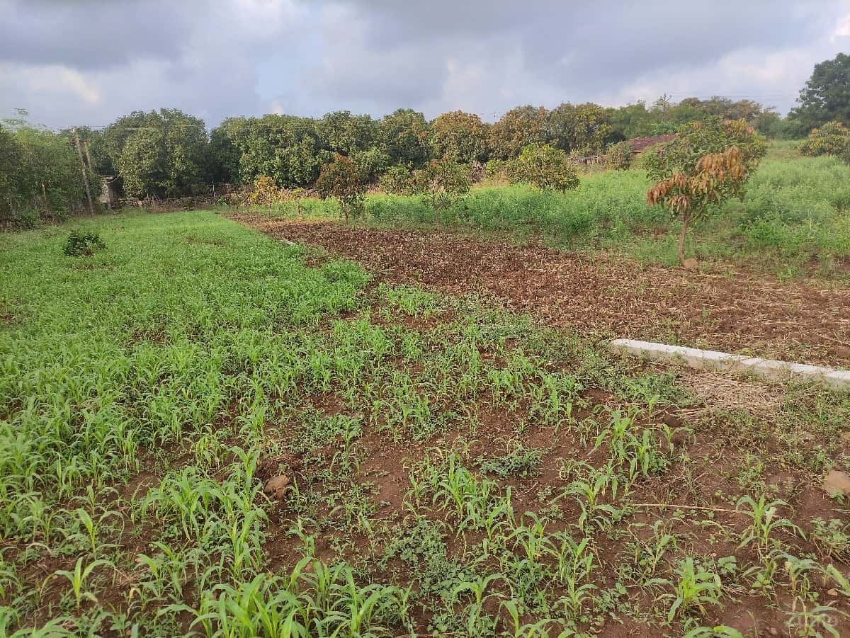 7.5 વિઘા જમીન વેચવાની છે 7.5 વિઘા જમીન વેચવાની છે