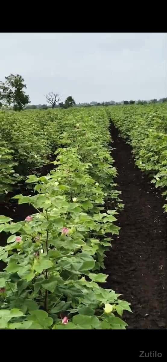 નવ લાખ નો વીઘો નવ લાખ નો વીઘો