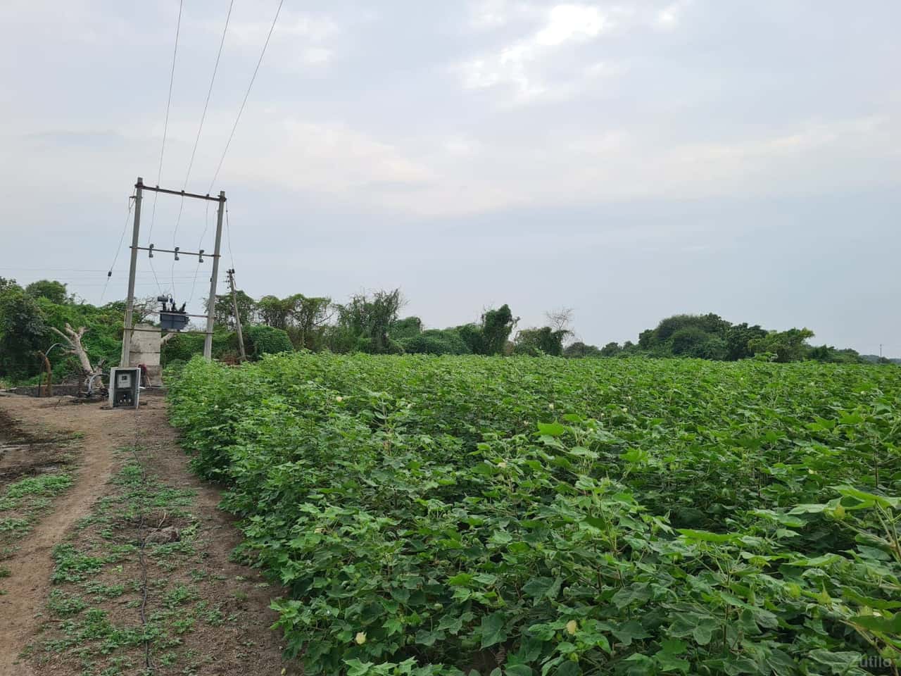 વાછકપર બેડી માં 12.5 એકર (31.5 વીઘા) જૂની શરતની જમીન વેચવાની છે વાછકપર બેડી માં 12.5 એકર (31.5 વીઘા) જૂની શરતની જમીન વેચવાની છે