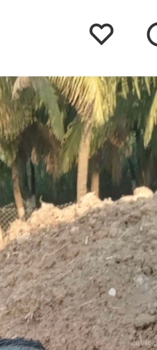 khatr vesvanuse khatr vesvanuse