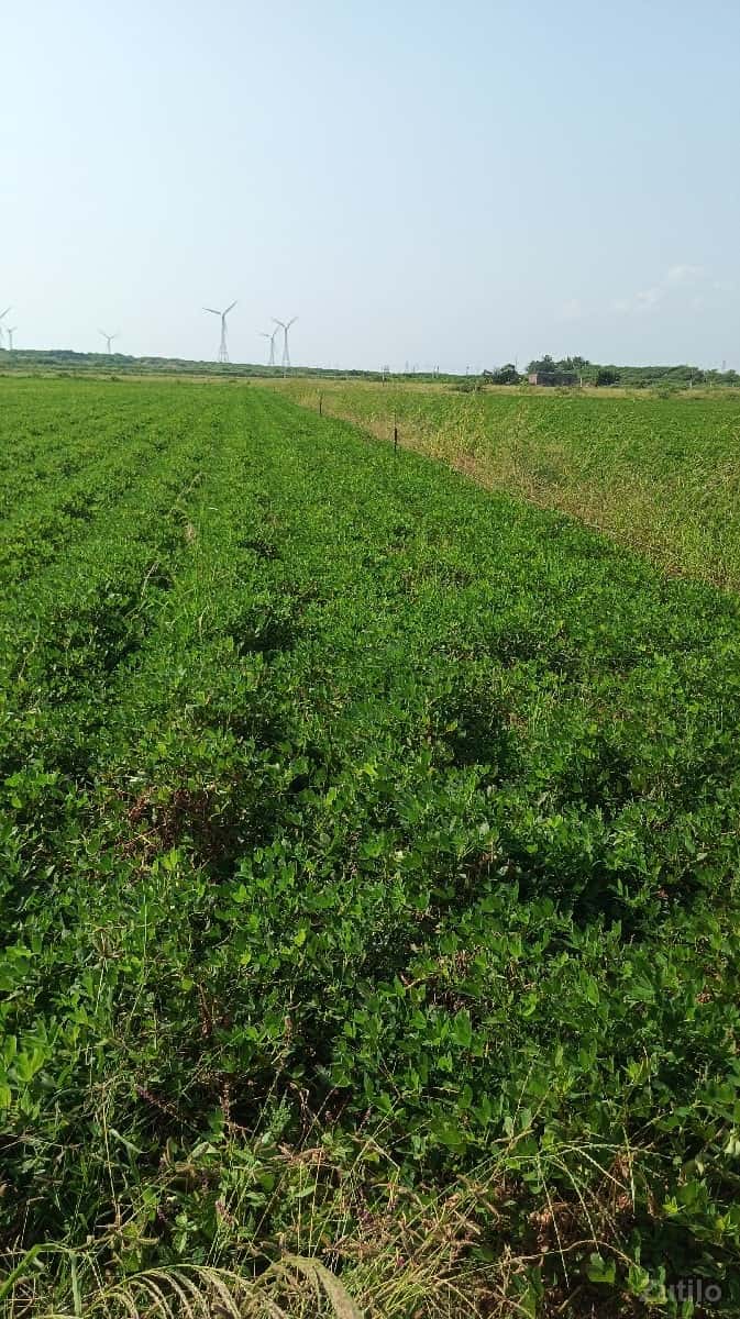 જમીન વેચવાની છે ભાઈ જમીન વેચવાની છે ભાઈ