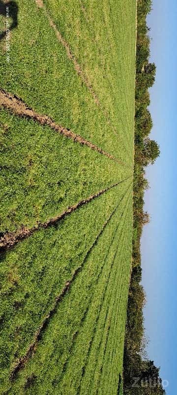 વાડી. . બગીસો થાય તેવી વાડી. . બગીસો થાય તેવી