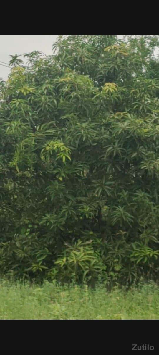 વેસવાનુ છે. 20વીધા છે વેસવાનુ છે. 20વીધા છે