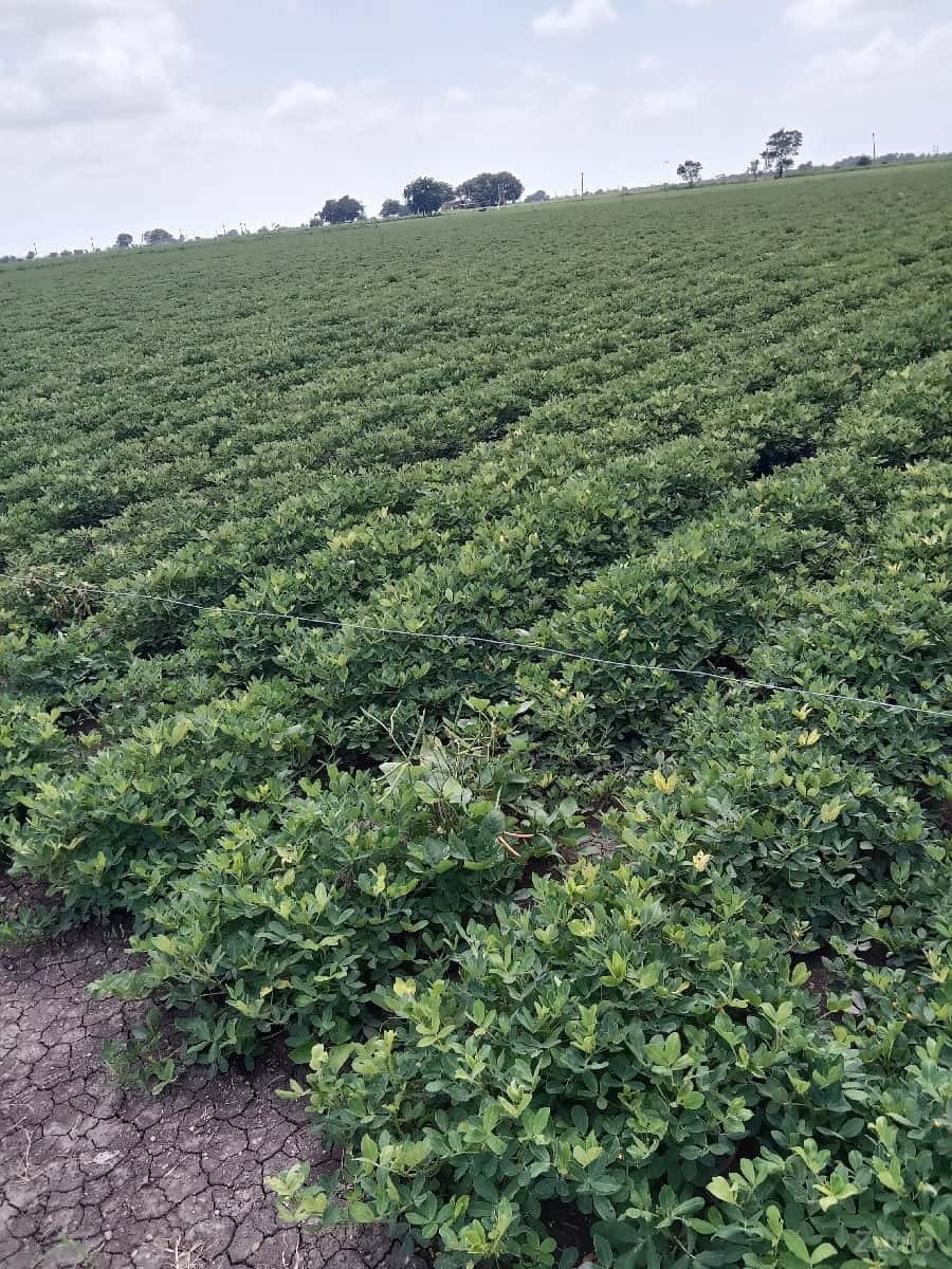 જમીન વેચવાની સે જમીન વેચવાની સે