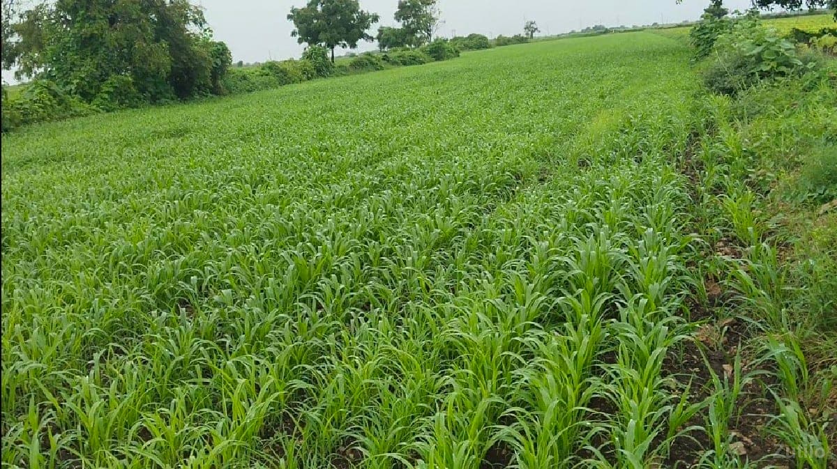 પોરબંદર થી ઓડદર ગામ માં આવેલી સે - Land & Plots - Gandhinagar City - Image 1