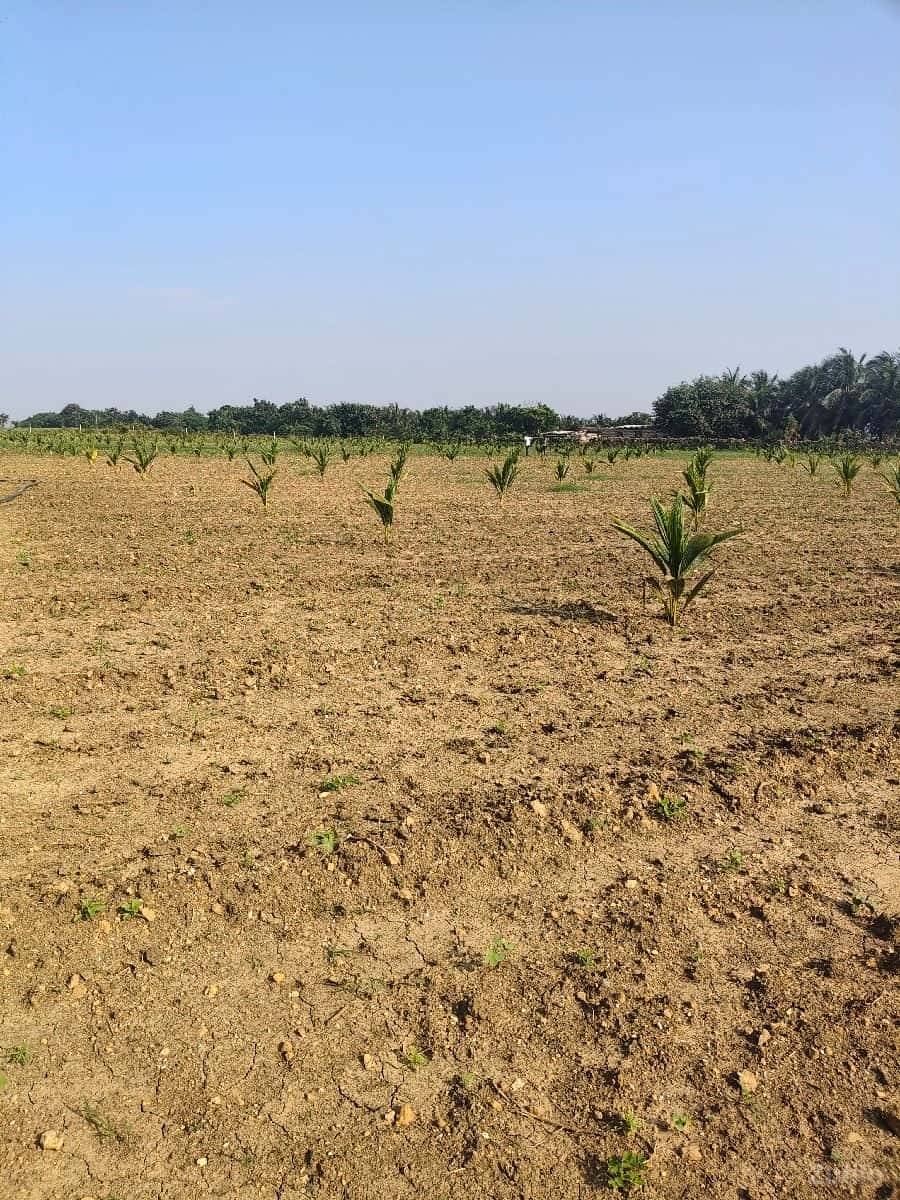 જમીન વેચવાની 4 વિઘા
વિઘા નારિયેળી જમીન વેચવાની 4 વિઘા
વિઘા નારિયેળી