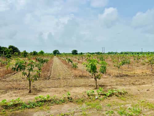 7.5 vigha amba no bagicho state highway touch 7.5 vigha amba no bagicho state highway touch