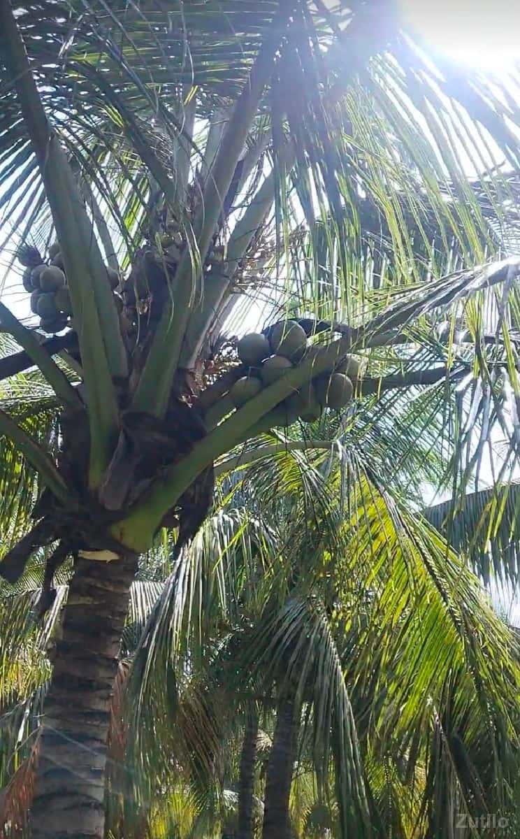 જમીન વેચવાની છે જમીન વેચવાની છે