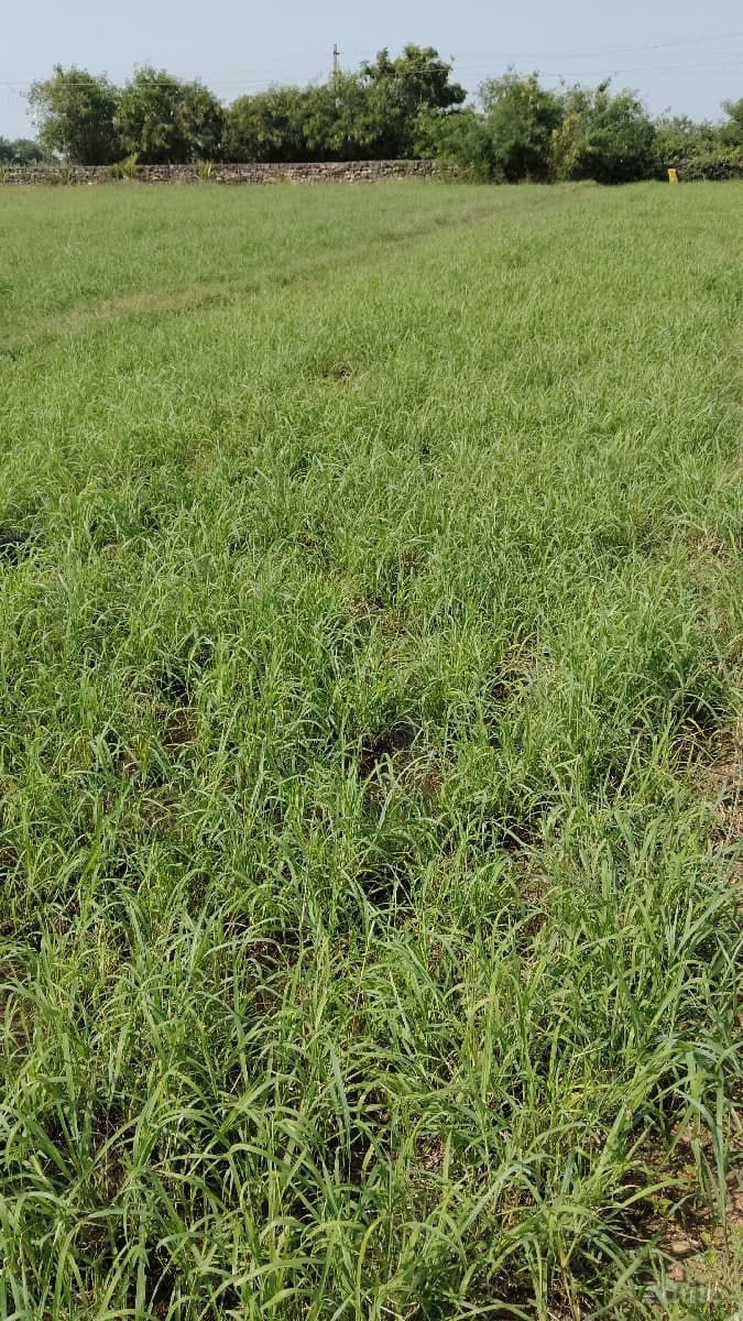 જમીન વેચવાની છે - Land & Plots - Bhanvad - Image 1