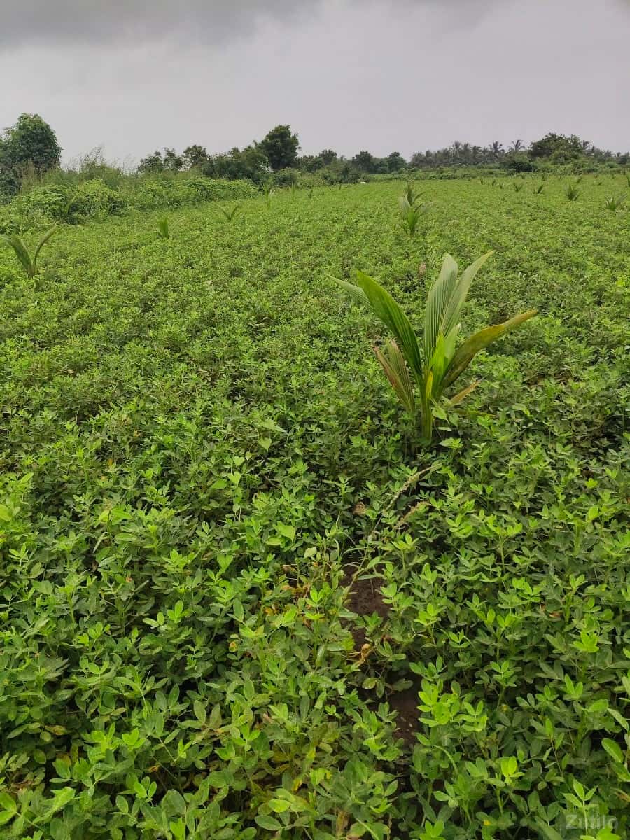 2.5 વિઘા નારિયેળી ના બગીચો 2.5 વિઘા નારિયેળી ના બગીચો