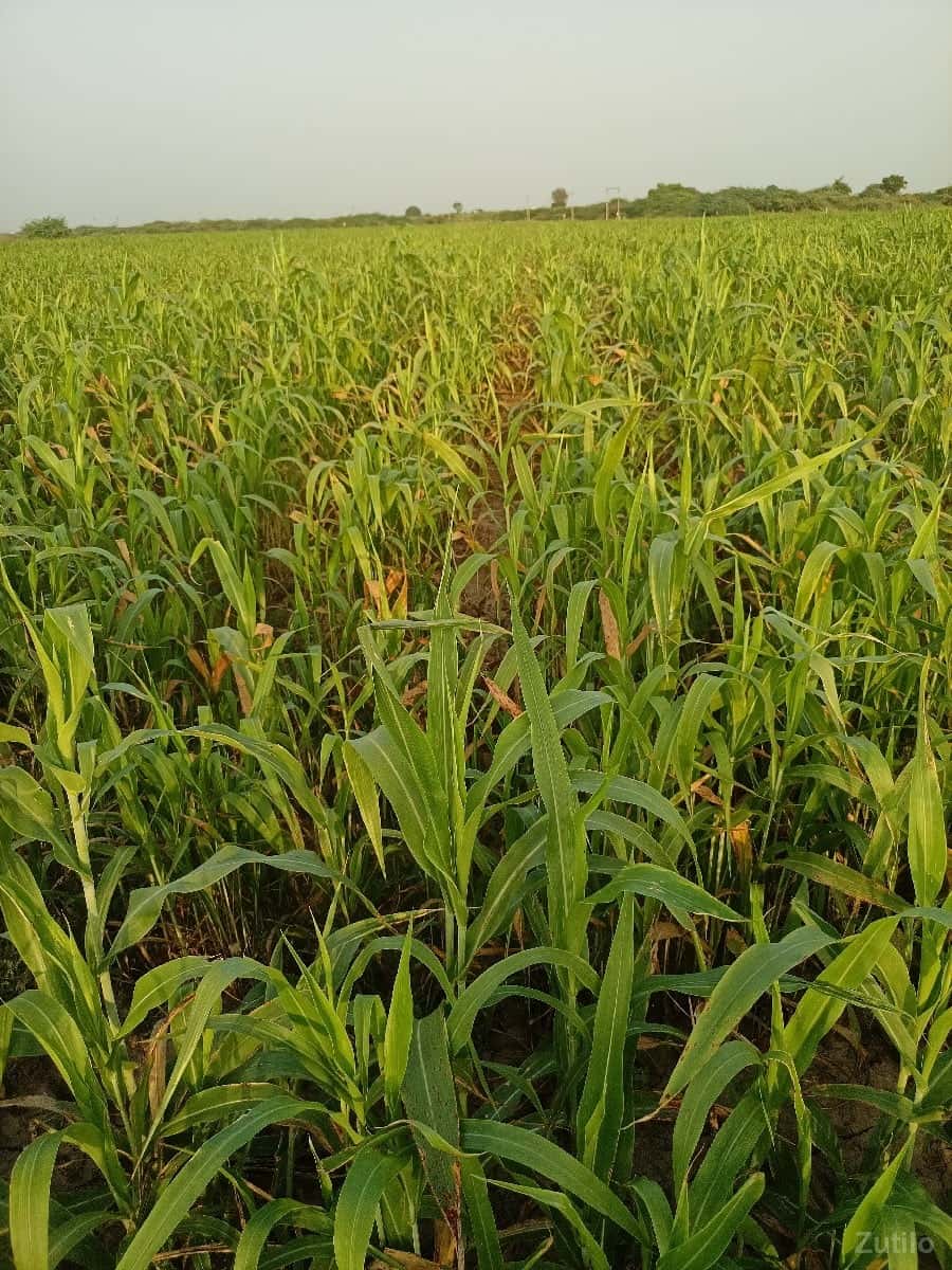 Jamin vesvani se Jamin vesvani se