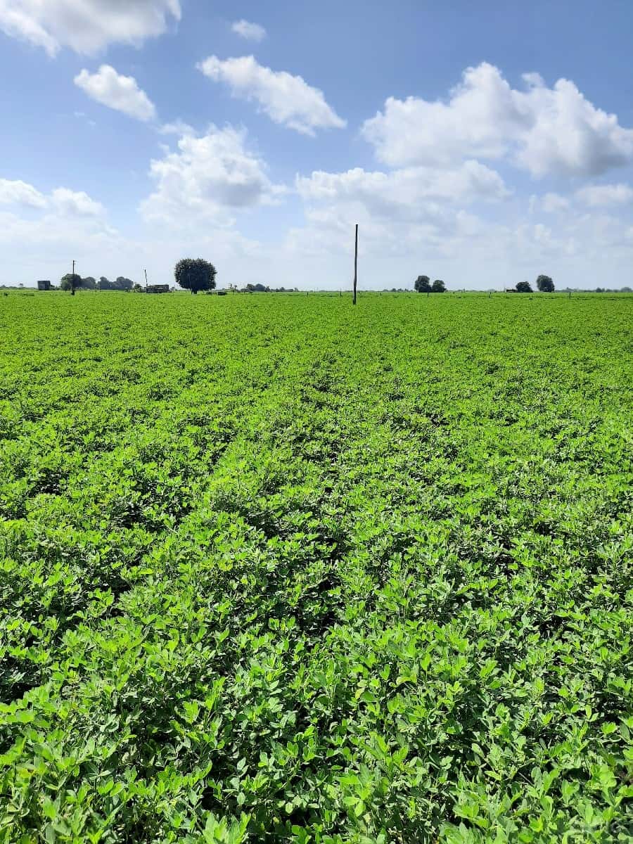 ખેતીની જમીન વેચવાની છે ખેતીની જમીન વેચવાની છે