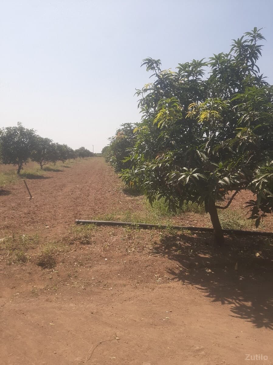 જમીન લે વેસ માટે મલો - જમીન અને પ્લોટ - સોમનાથ - Image 1