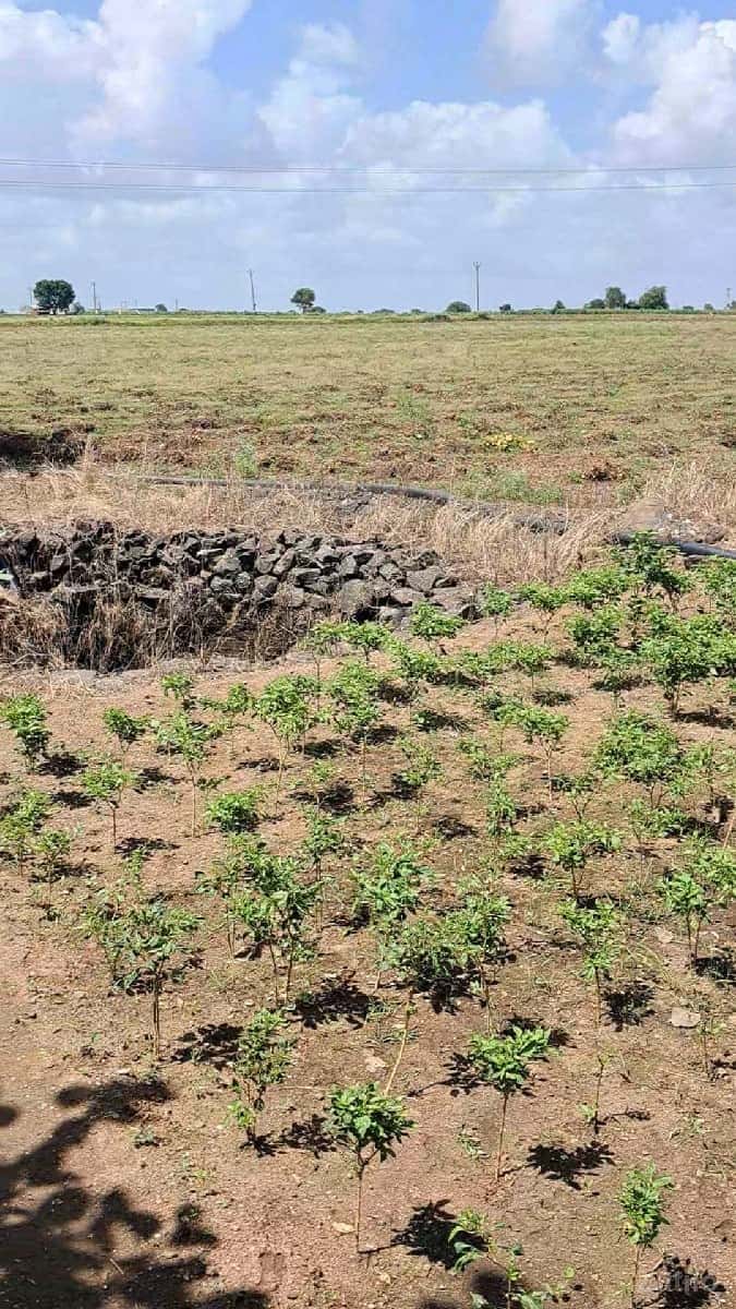 6.5 વીઘા
60 લાખનો એકર 6.5 વીઘા
60 લાખનો એકર