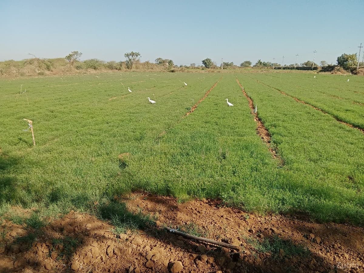 જમીન વેચવાની - જમીન અને પ્લોટ - દ્વારકા - Image 1