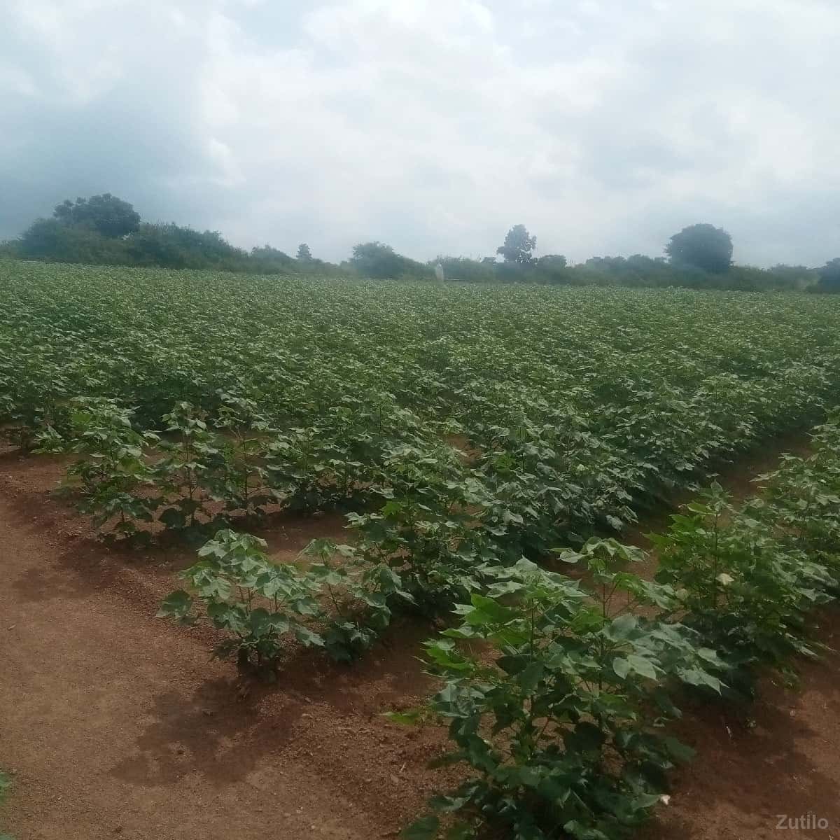 ખેતીની જમીન વેચવાની છે ખેતીની જમીન વેચવાની છે