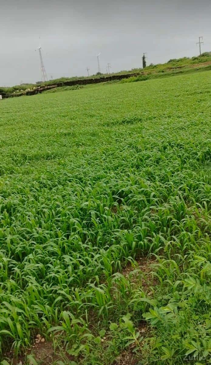 jamin vechvani jamin vechvani