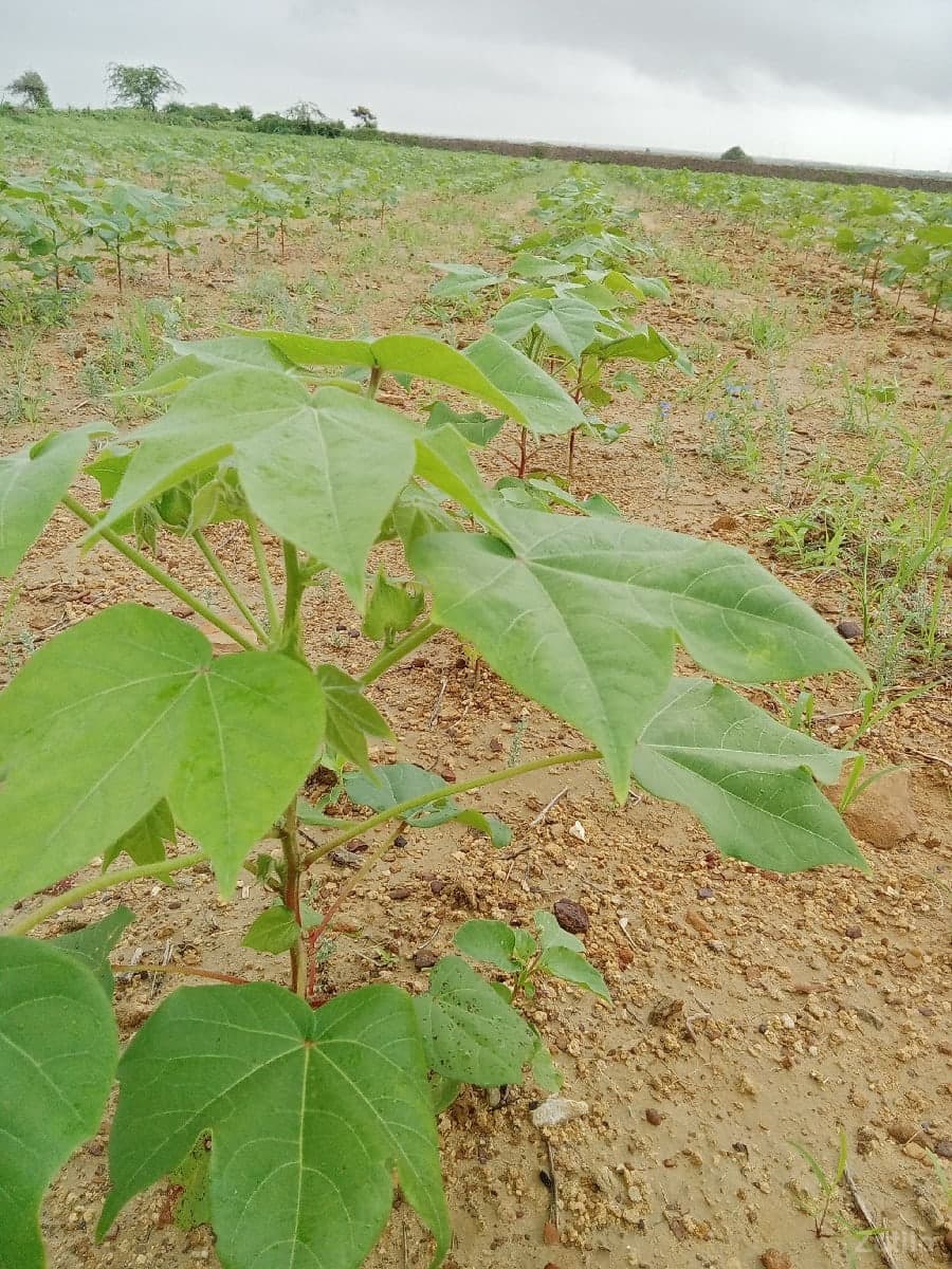 જમીન વેચવાની - Land & Plots - Dwarka - Image 1