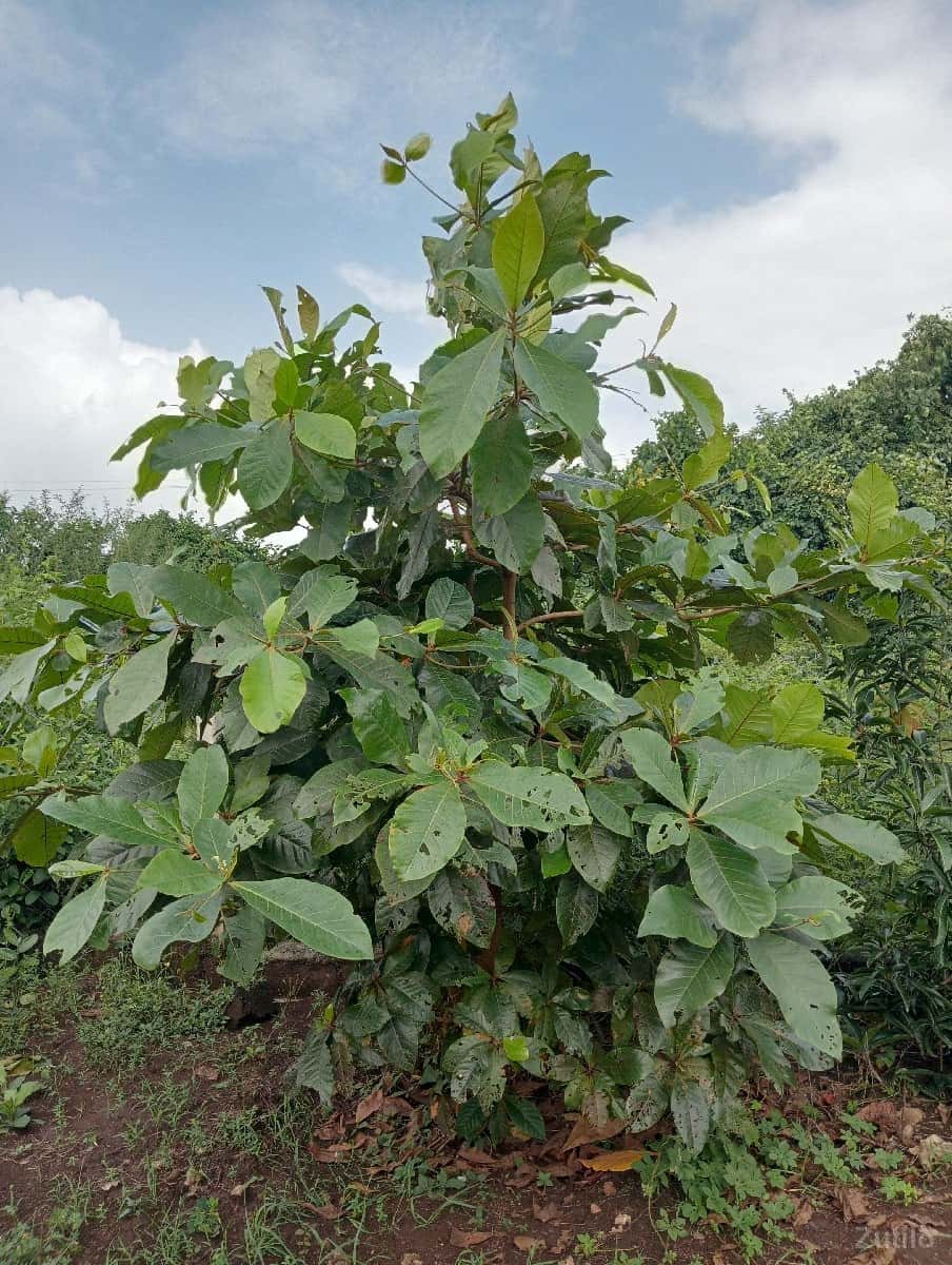 જમીન વેચવાની છે જમીન વેચવાની છે