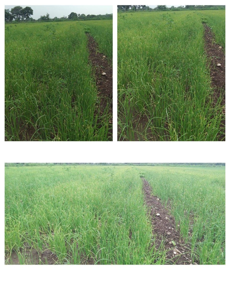 6351880834 - Land & Plots - Mangrol - Image 1