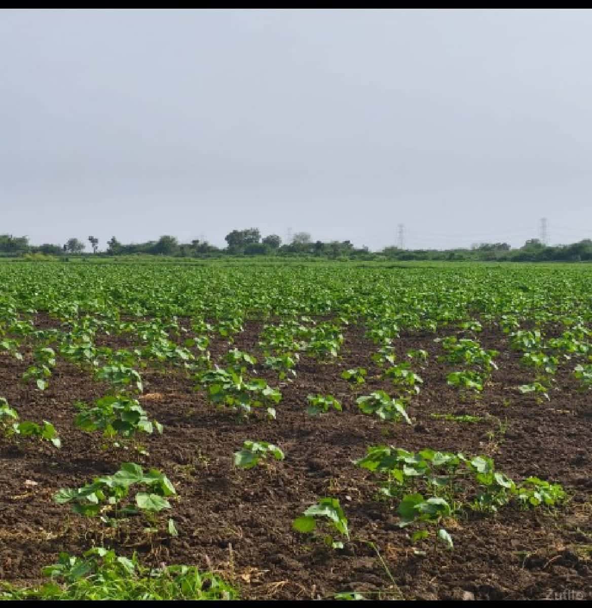 જમીન વેચવા ની છે જુ. શ 10 વીઘા જમીન વેચવા ની છે જુ. શ 10 વીઘા