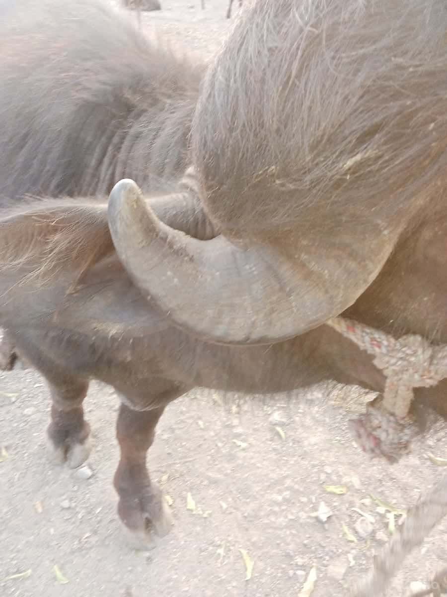 પાદો વેચવાનો છે પાદો વેચવાનો છે