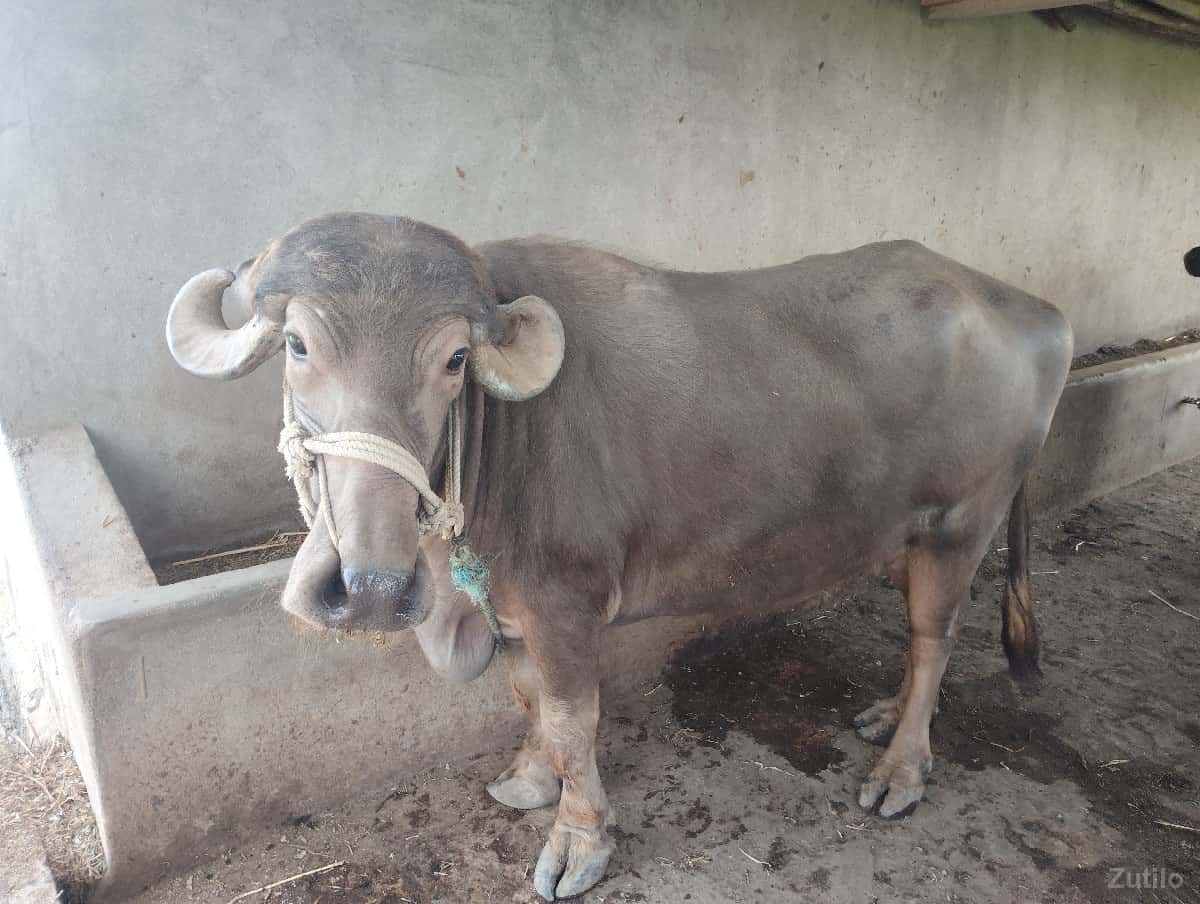 bhuri bhesh vesva ni se
ઠાલી છે bhuri bhesh vesva ni se
ઠાલી છે