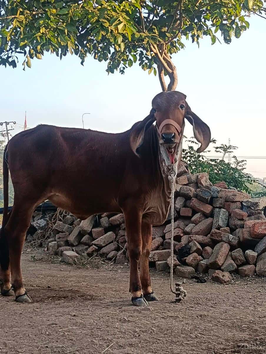 વાશડી
૧૨૦૦૦ વાશડી
૧૨૦૦૦