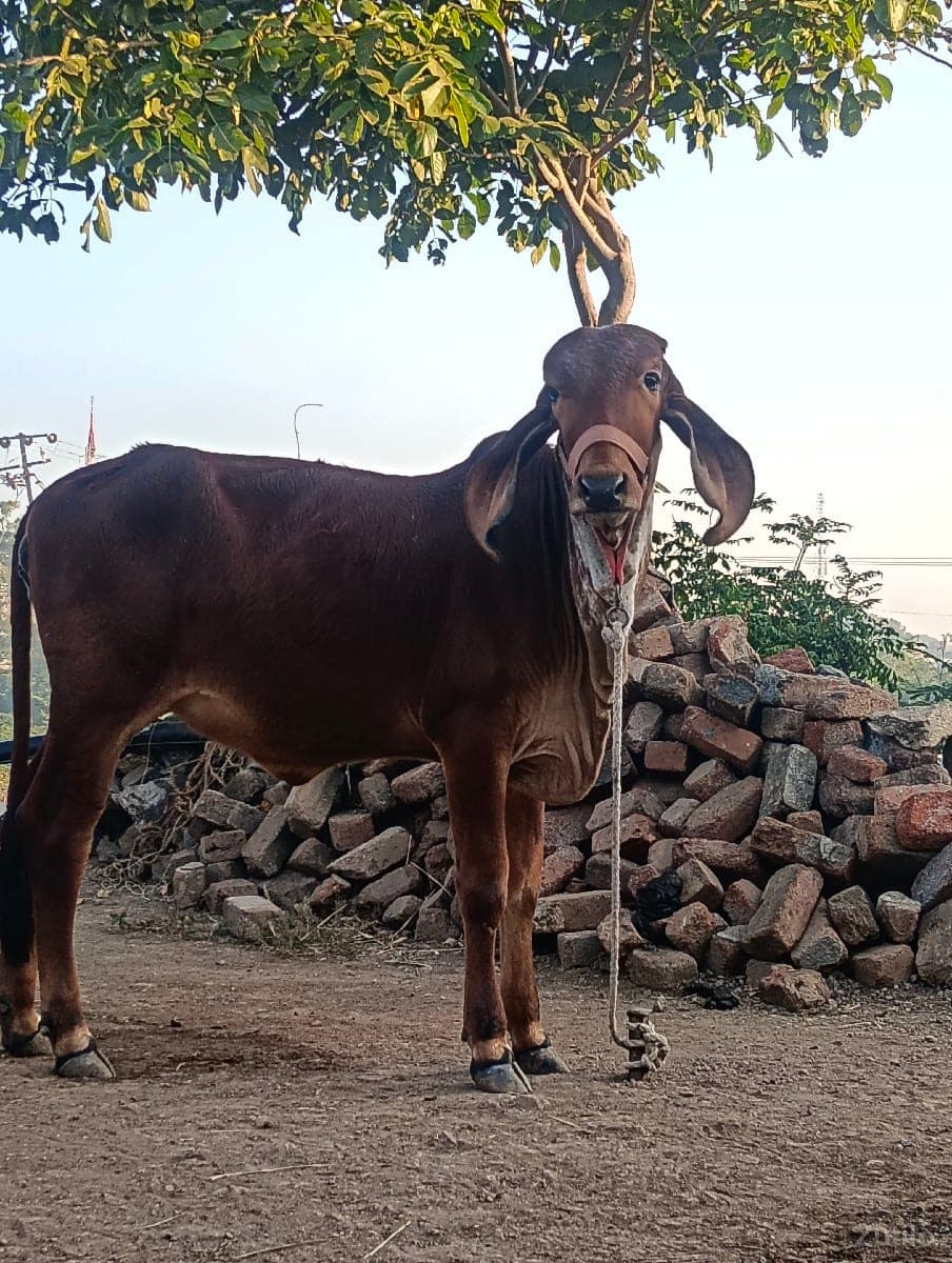 વાશડી
૧૨૦૦૦