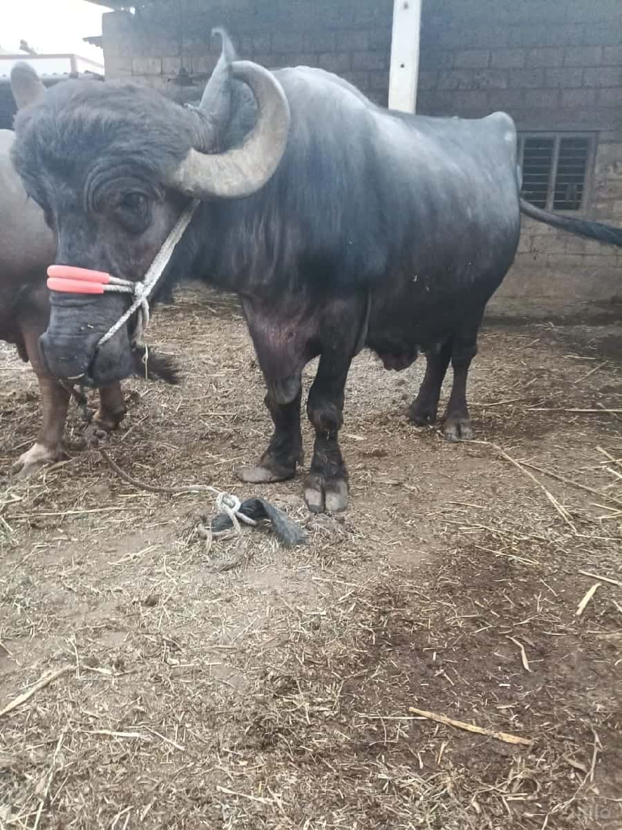 ભેંશ વેચવાની છે ભેંશ વેચવાની છે