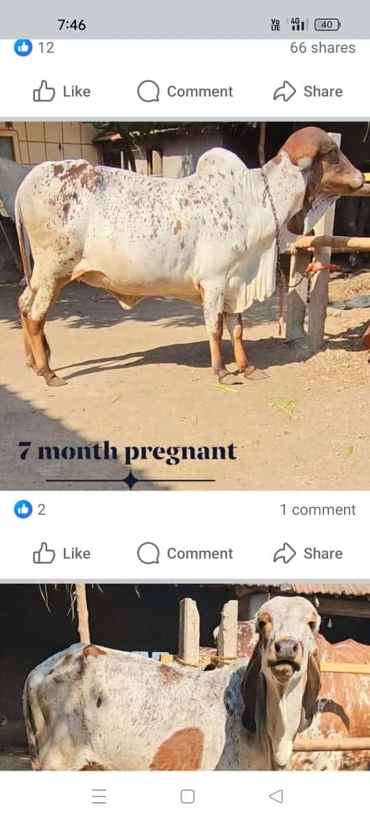 ઓરીજનલ ગીર ગાયુ વેચવાની છે ઓરીજનલ ગીર ગાયુ વેચવાની છે