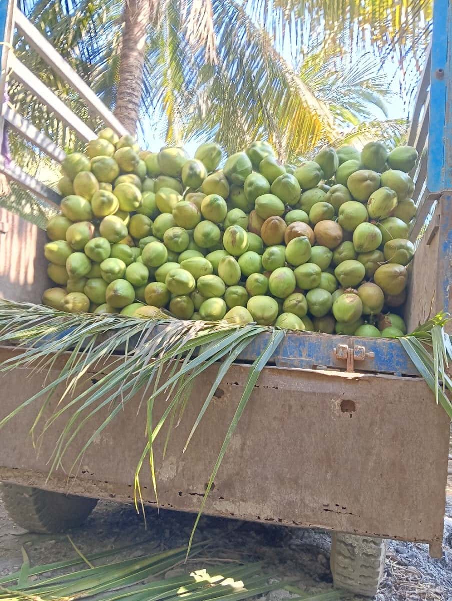 પાડા અને પાડી લેવાના છે પાડા અને પાડી લેવાના છે