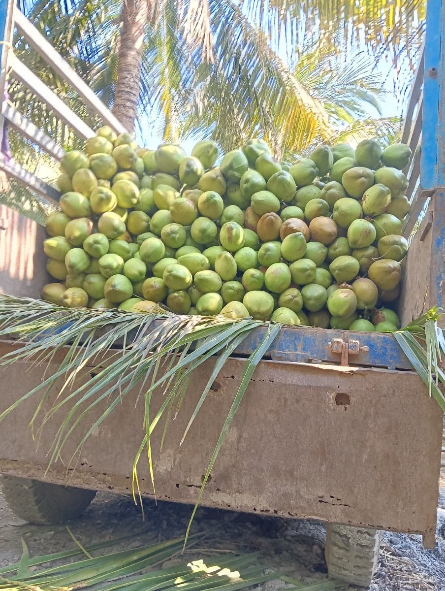 પાડા અને પાડી લેવાના છે