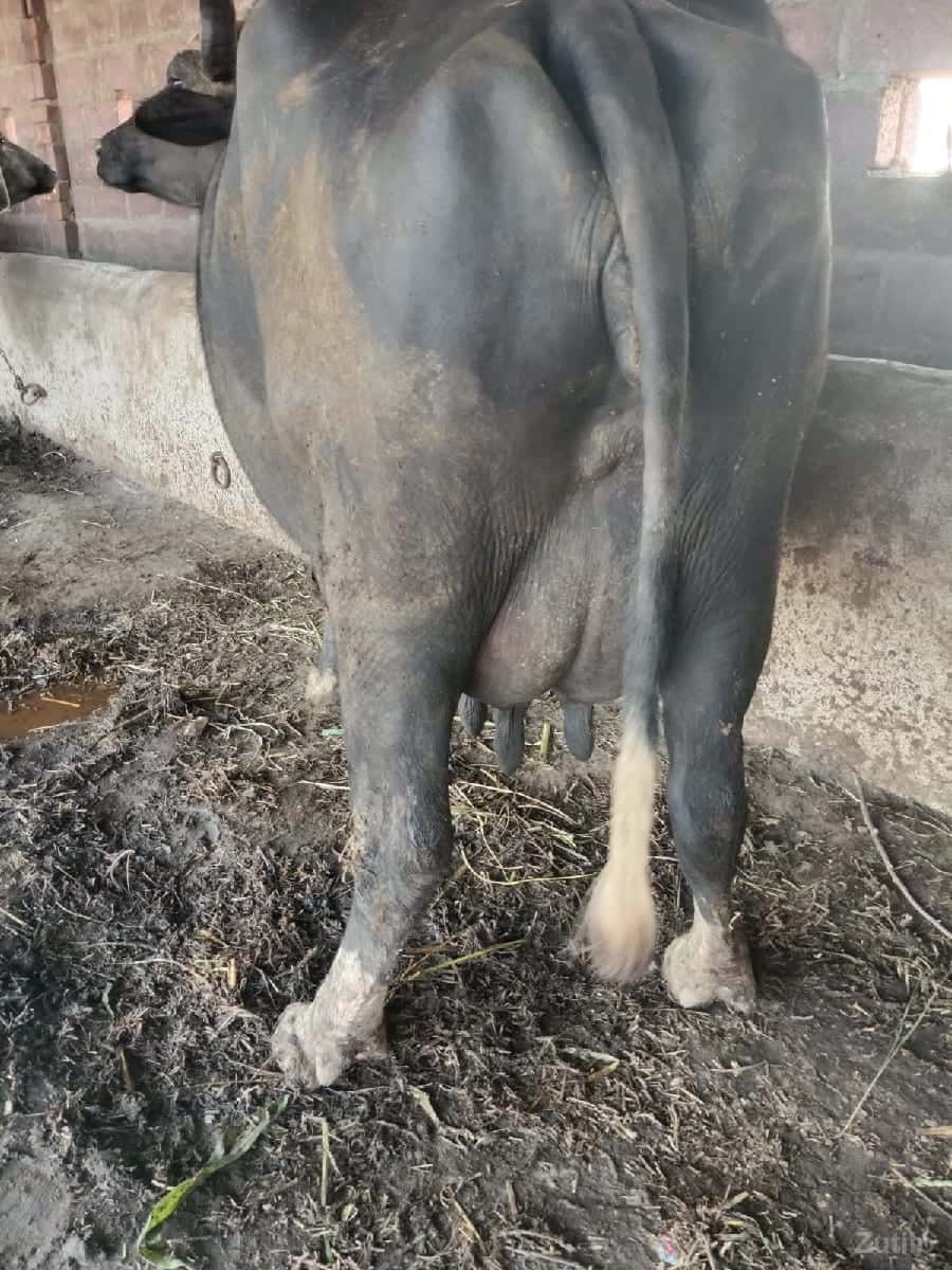 ભેસવેસવાની સે ૩. વેતર. દુધ. ૭લીટર ભેસવેસવાની સે ૩. વેતર. દુધ. ૭લીટર