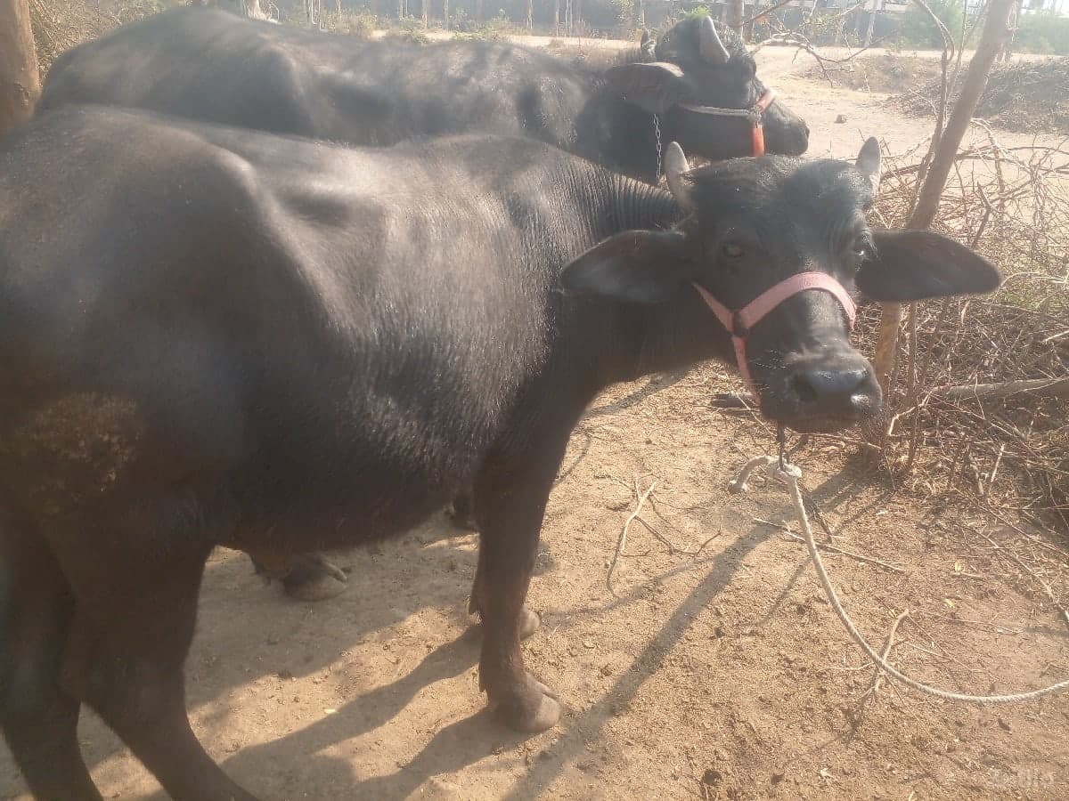 વિજયપરમાર