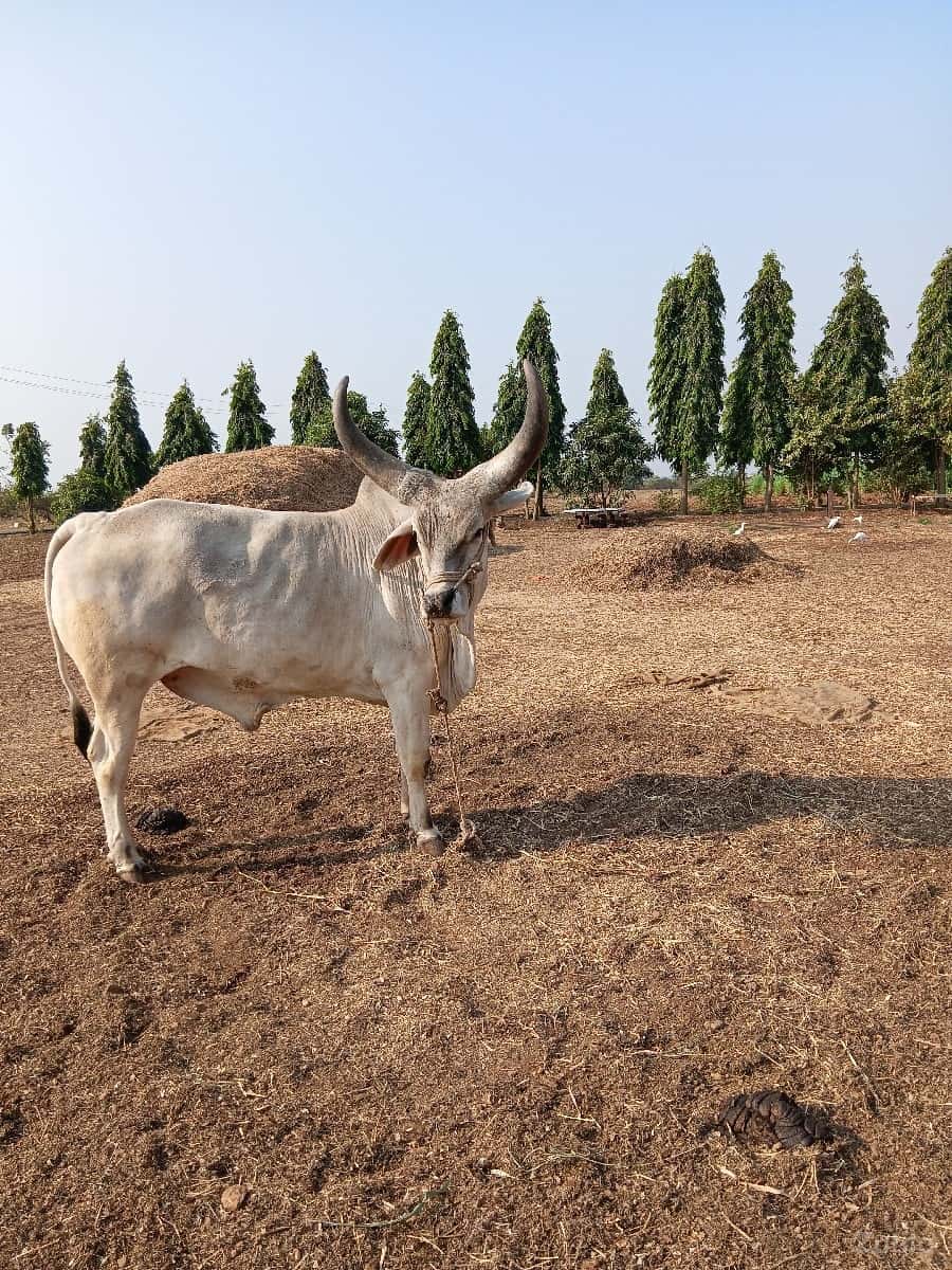 badad vechvana che badad vechvana che