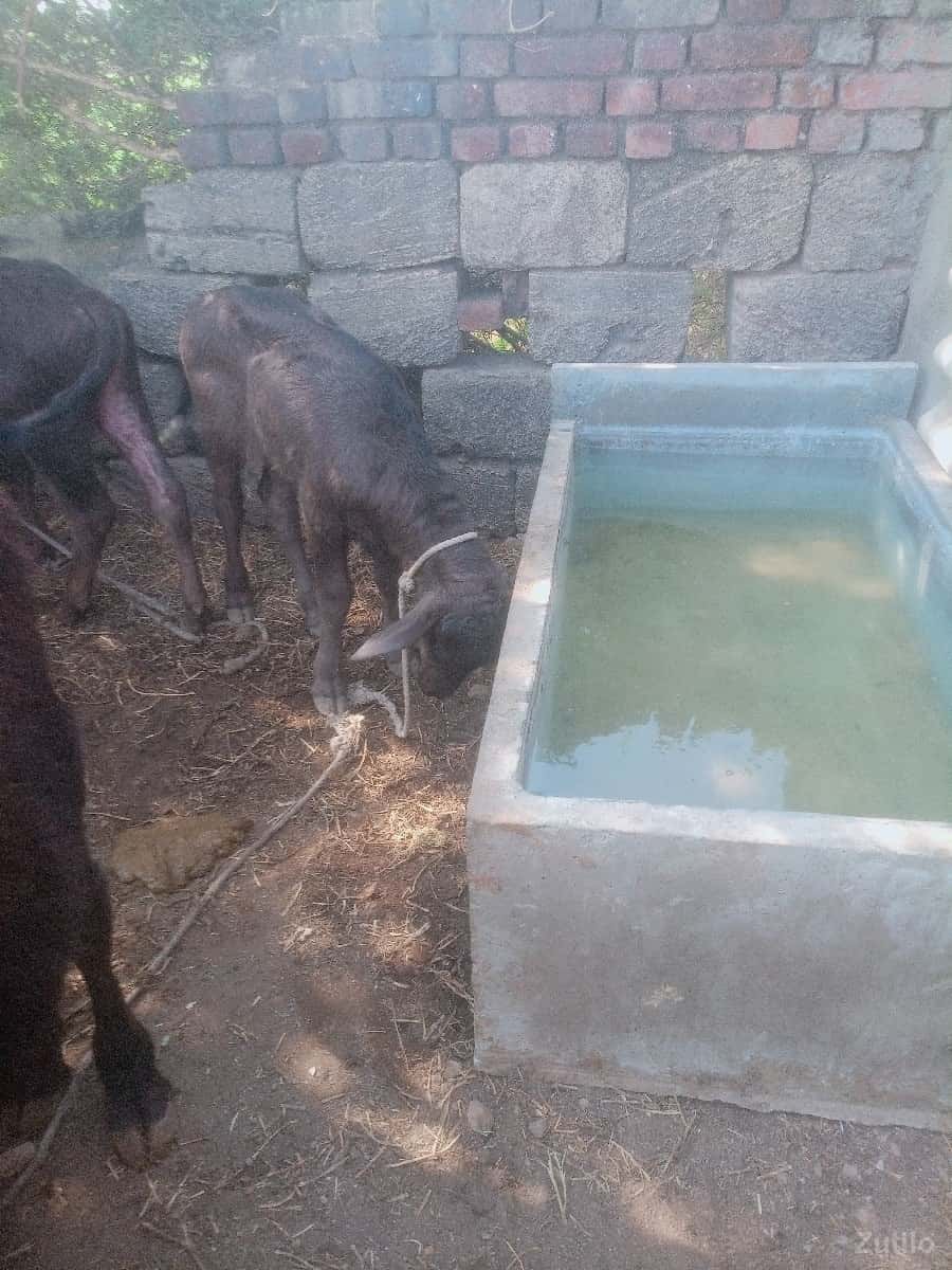 પાડી વેચવાની છે પાડી વેચવાની છે