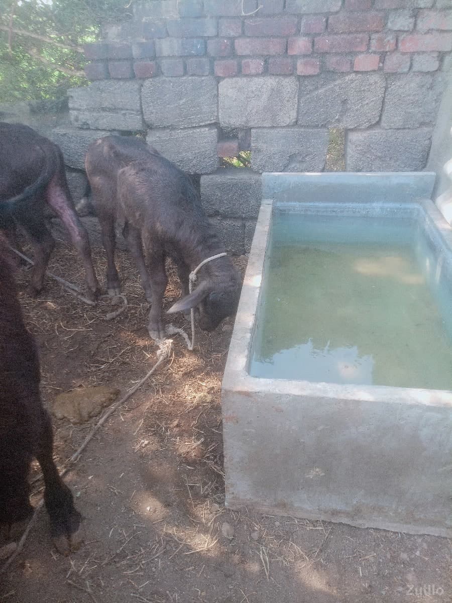 પાડી વેચવાની છે