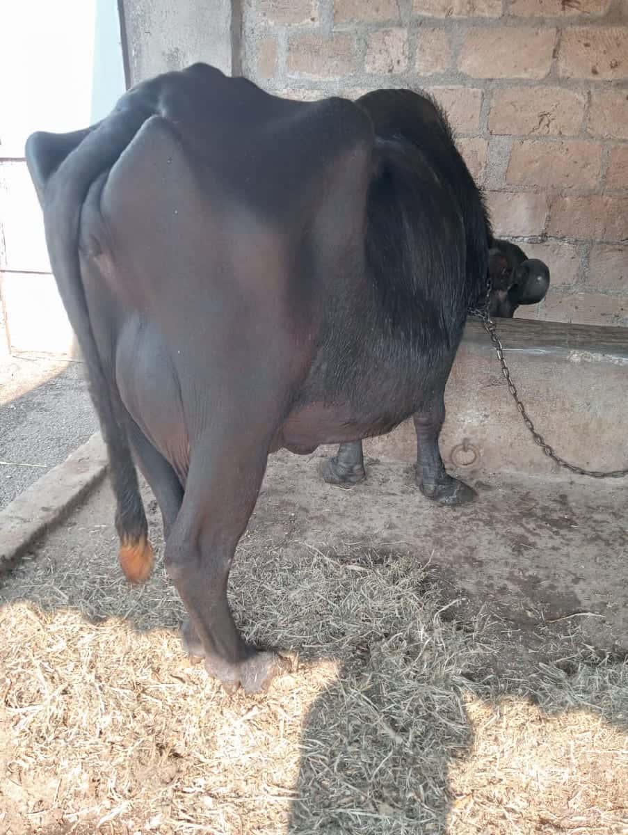 ભેંશ વેચવાની છે ભેંશ વેચવાની છે