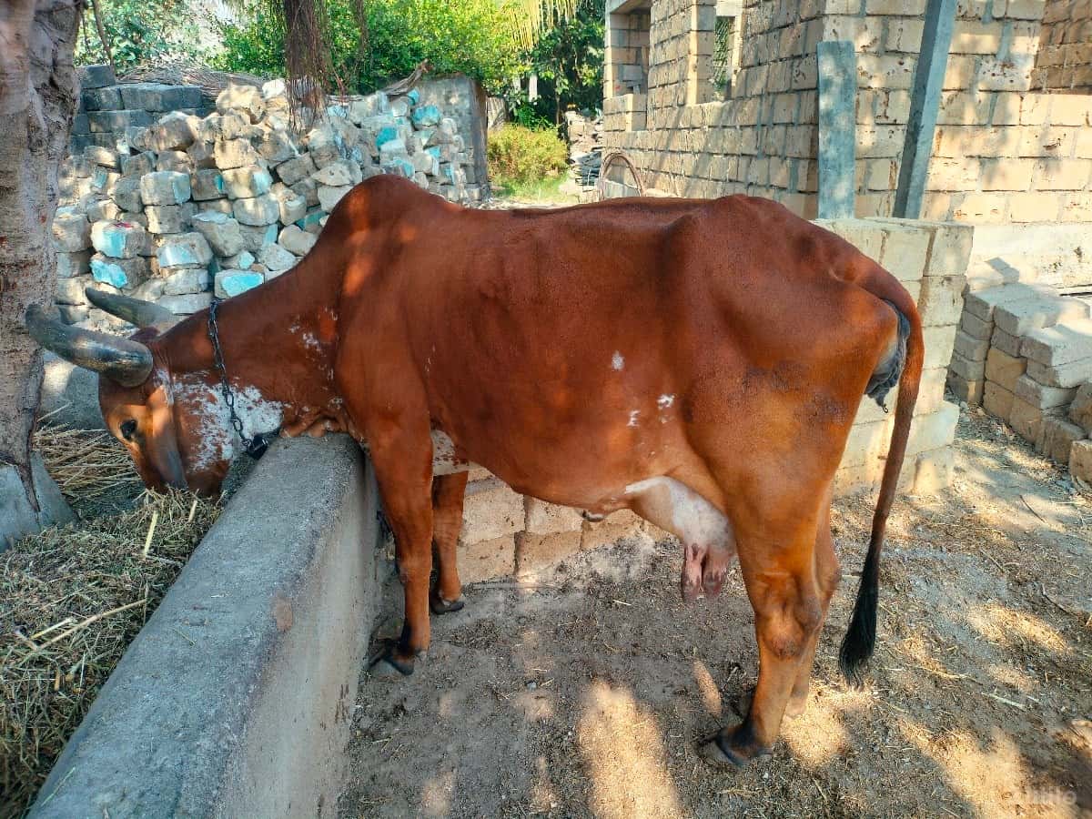 ગાય વેચવાની છે ગાય વેચવાની છે