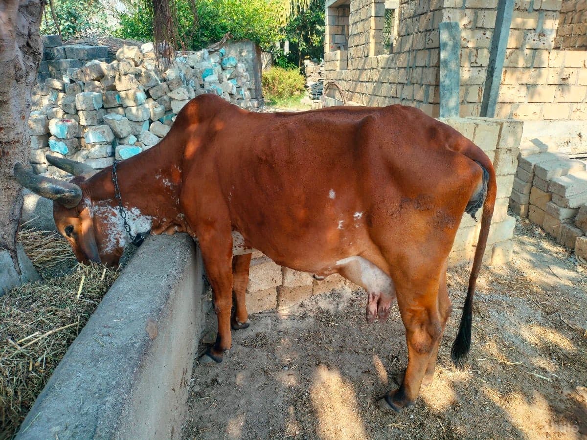 ગાય વેચવાની છે