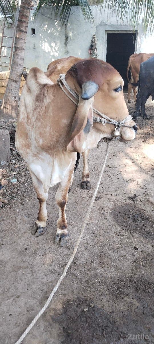 માંકડા ગોઢલો વેચવાની છે