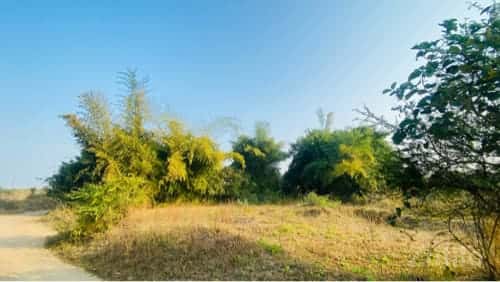 વાસ બંબૂ વાસ બંબૂ