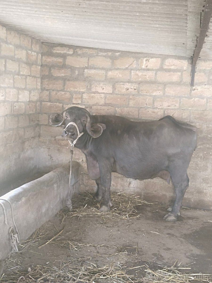 ભેંસ વેચવાની છે